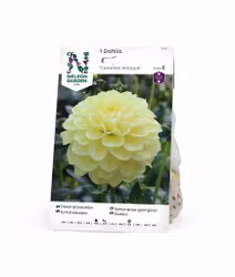 Dahlia Hög dek. Caramel Antique