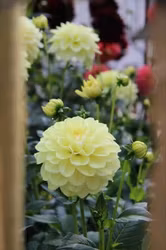 Dahlia Hög dek. Caramel Antique
