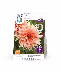 Dahlia Hög dek. Labyrinth, Apricosrosa