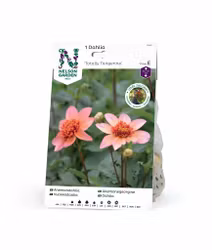 Dahlia Låg Anemon, Totally Tangerine