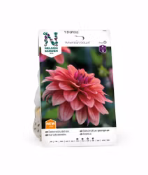 Dahlia Låg dek. American Dawn, Rödgul