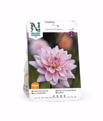 Dahlia Låg dek. Karma Prospero