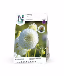 Dahlia Hög pompon, Snowflake, vit
