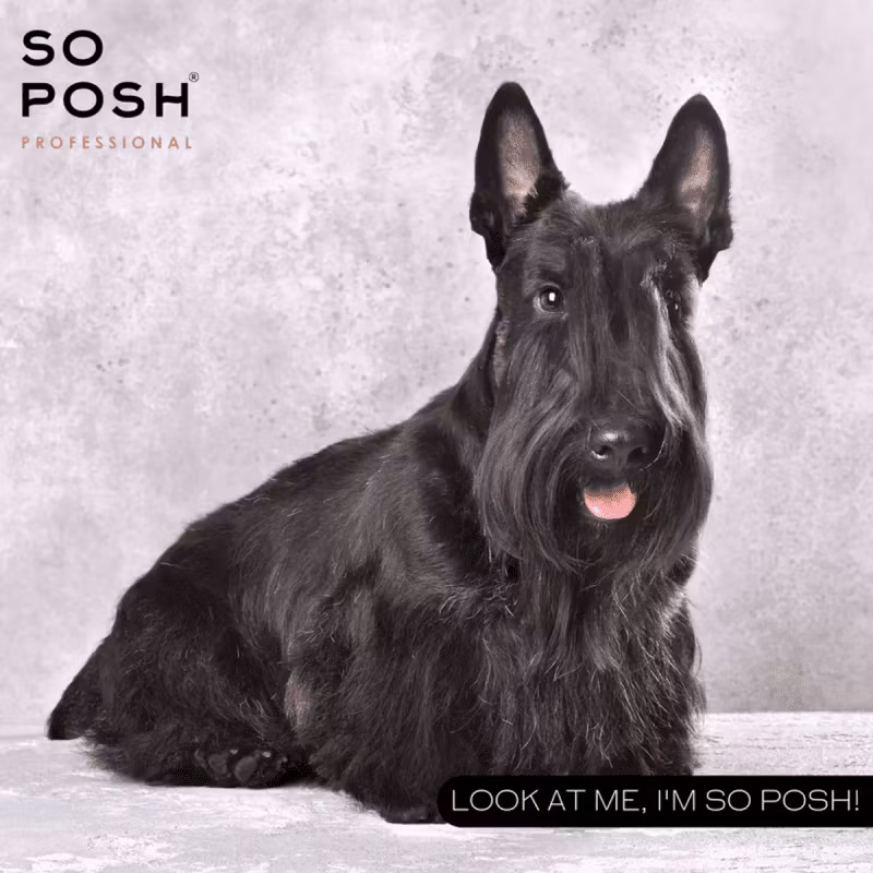 NEWS - SO POSH I BUTIKKEN