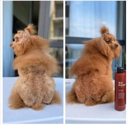 So Red 1L. (Shampoo for red coats)