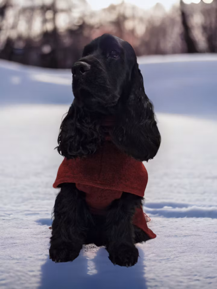 Ulldekken med bryst/magebelte mørk vinrød L