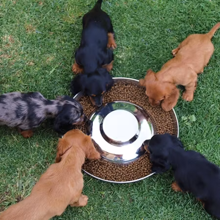 Ibanez - Valpe feeder i rustfritt stål