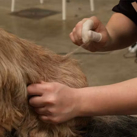 ShowTech - Hvite fingerkondomer til napping 100stk