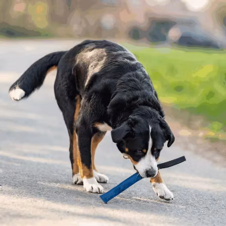 Sprenger Kamprulle Läder 1 Handtag 30x4cm