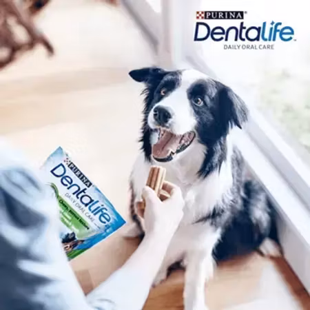 Purina DENTALIFE Medium Tyggepinner BIG PACK 24 sticks