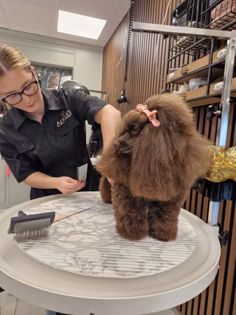 MILLOR DOG - HAIRCLIPS PINK 2PCS