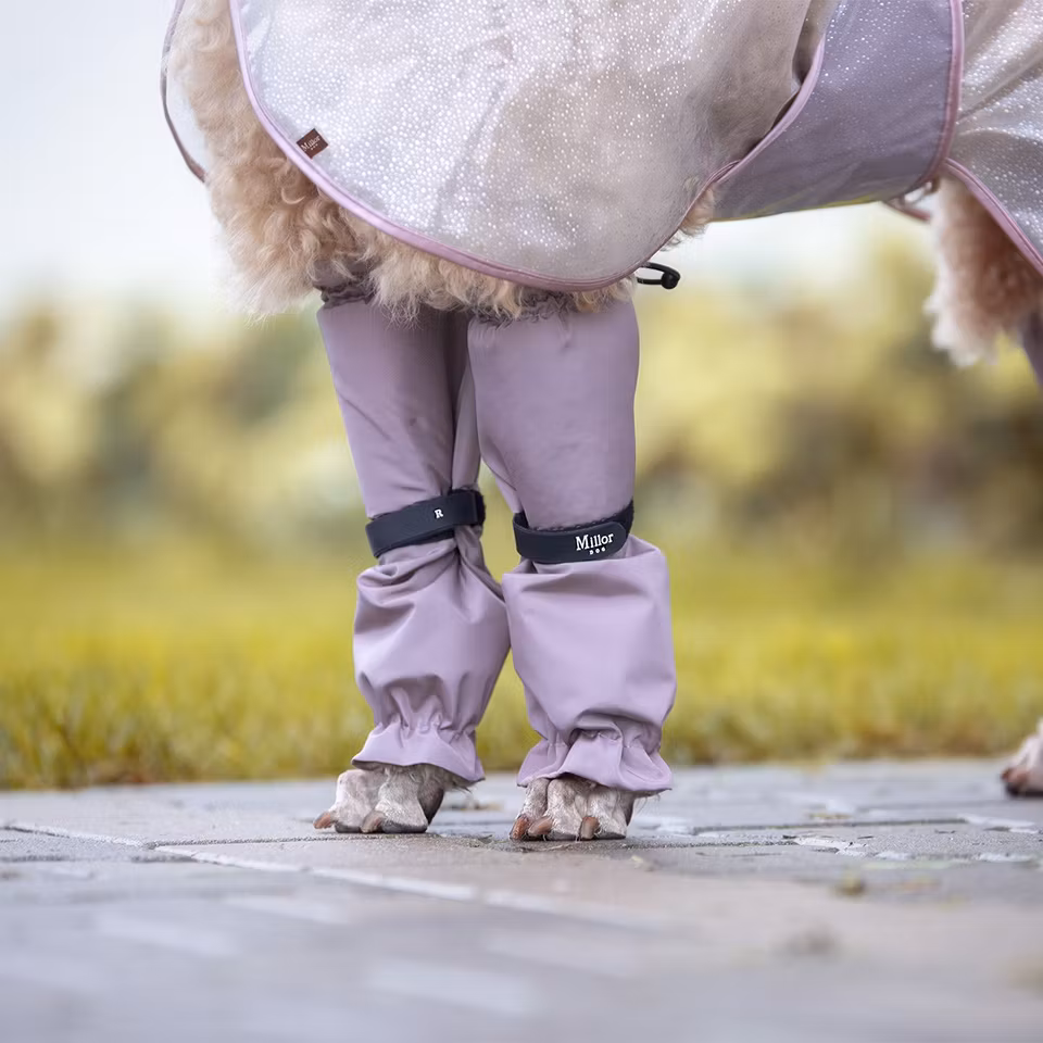 MILLOR DOG - PROTECTORS LAVENDEL LANGE 4pk 59-61cm