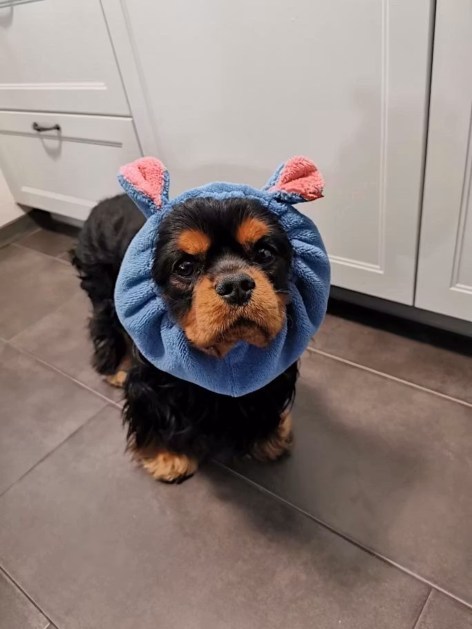 MILLOR DOG - TOWEL HIPPO S