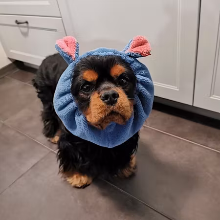 MILLOR DOG - TOWEL HIPPO S