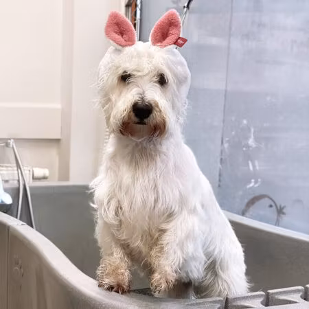 MILLOR DOG - TOWEL RABBIT S