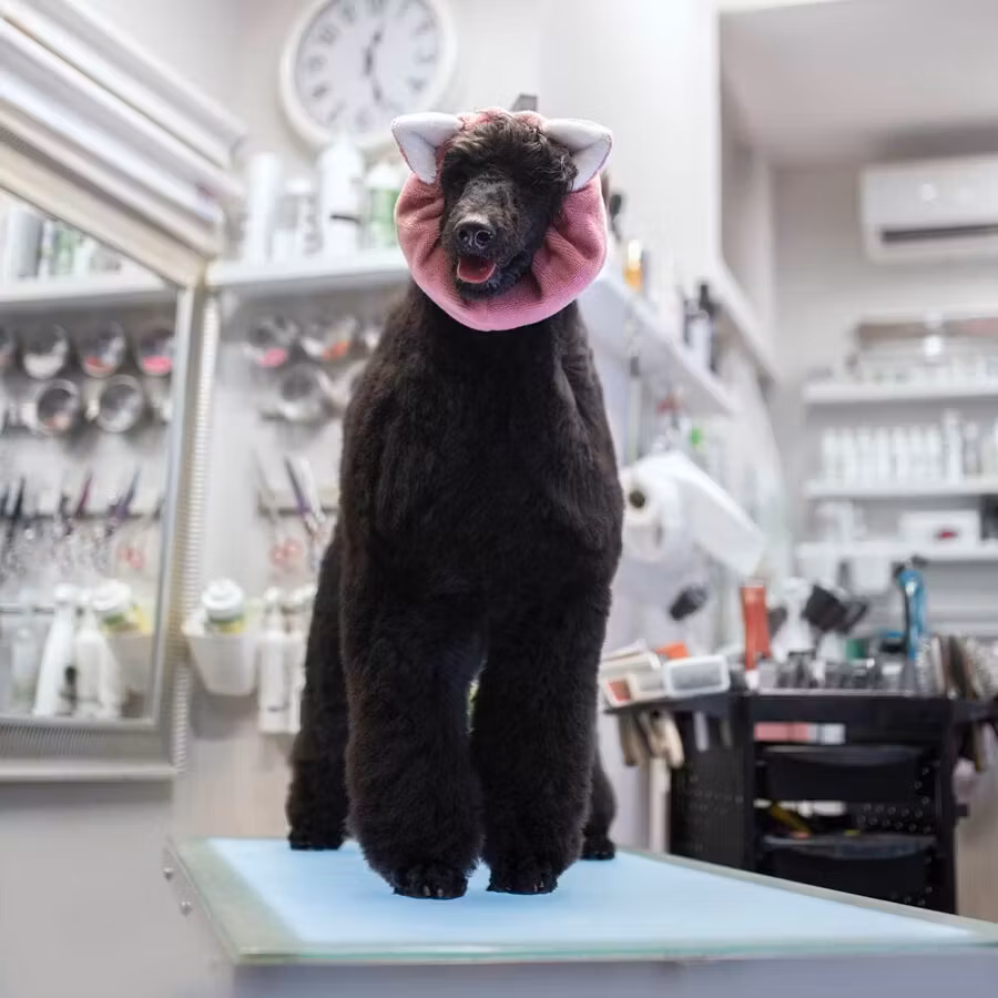 MILLOR DOG - TOWEL PIGGY M