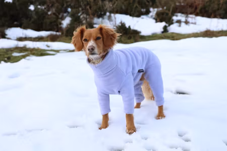 Dog Suit 18/20 Standard