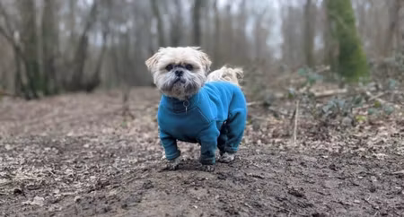 Dog Suit 18/20 Standard