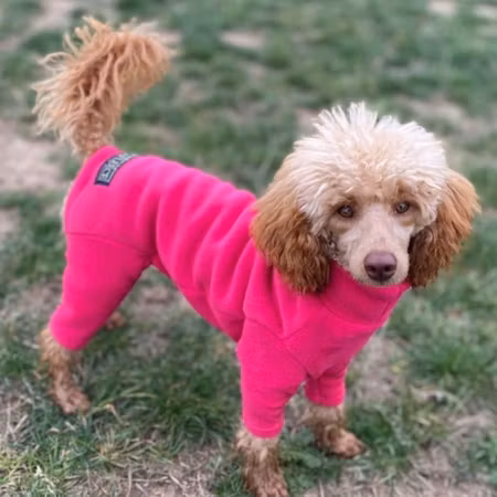 Dog Suit 24 Standard