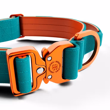 BullyBillows 4cm Lighter Combat® Collar Turquoise x Orange