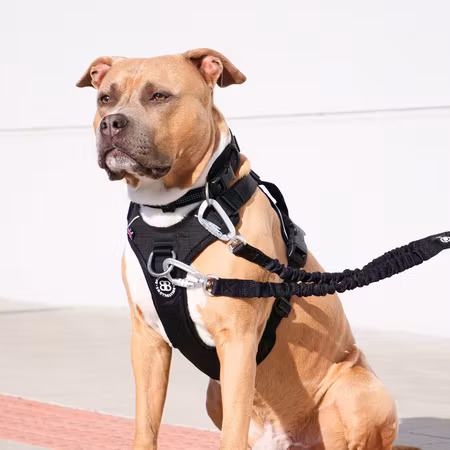 BullyBillows Hurricane Harness Black x Black