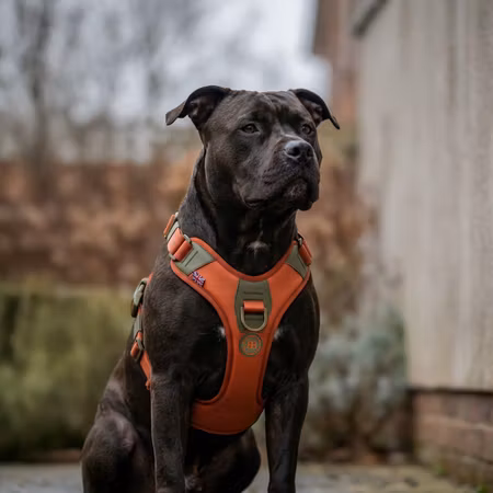 BullyBillows Hurricane Harness Burnt Orange x Khaki