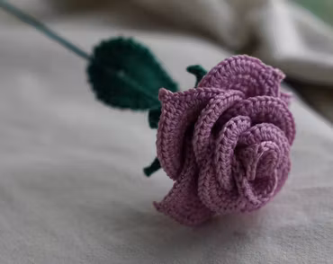 Rose lys lilla