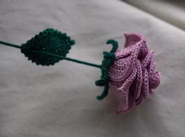 Rose lys lilla
