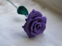 Rose lilla
