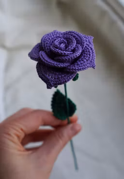 Rose lilla