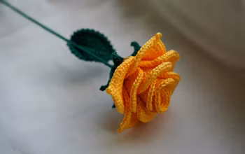 Rose gul