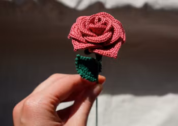 Rose lys rød