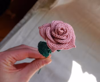 Rose rosa
