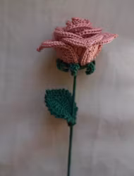 Rose rosa
