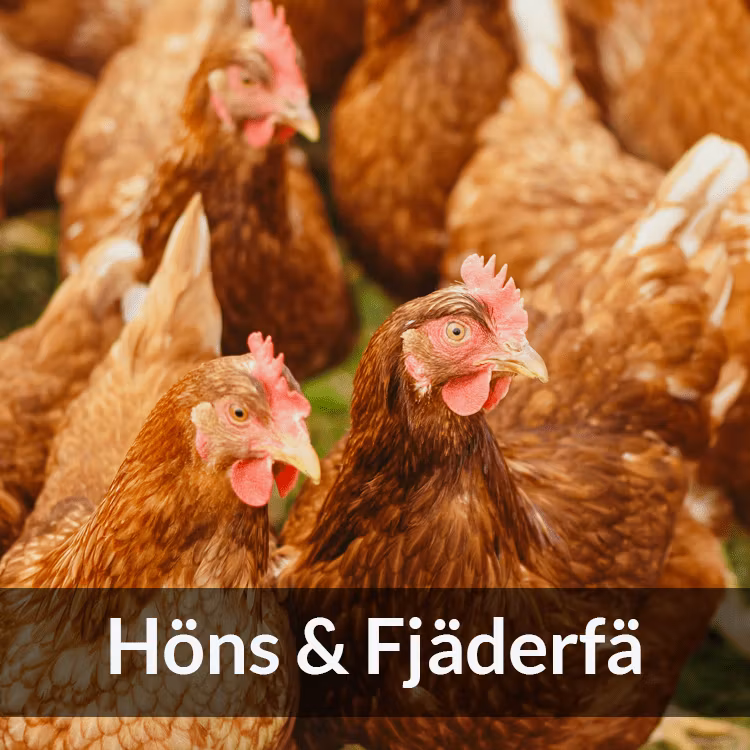 Höns - Farmab.se