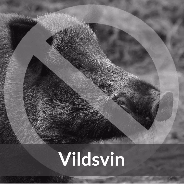 Vildsvin - Farmab.se