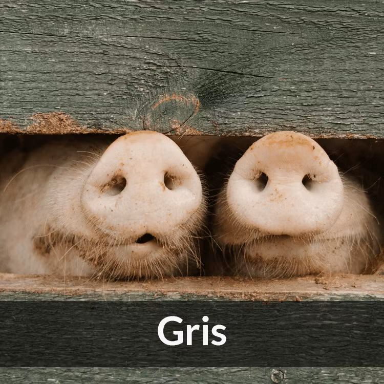 Gris - Farmab.se