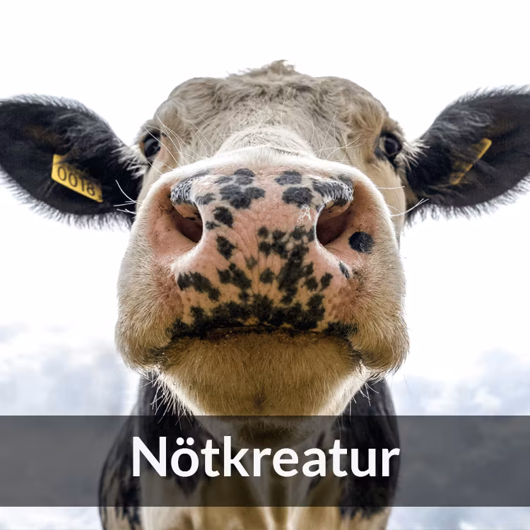 Nötkreatur - Farmab.se