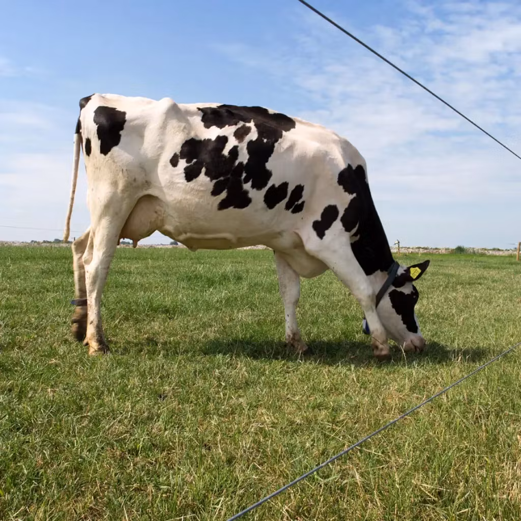 Inhägnad Kor - Järntråd Gallagher High Tensile zink-alu-tråd 1,8mm-1250m | farmab.se