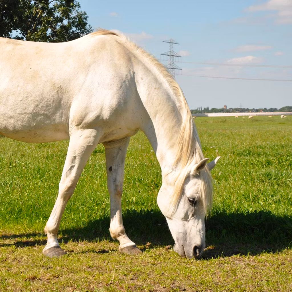 För halvpermanenta häststängsel - Elband Gallagher TurboLine 20mm vit, 200m | farmab.se