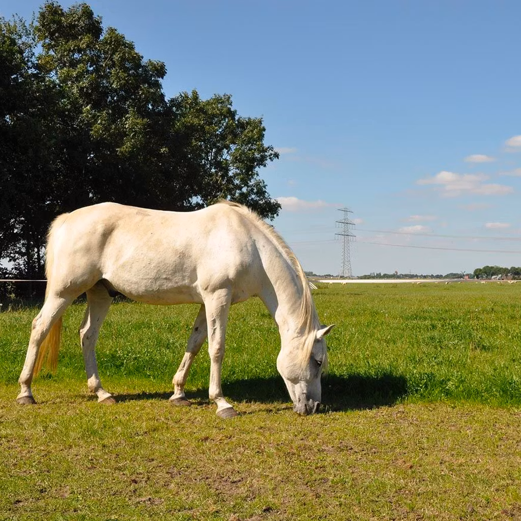 För stängsel över 500m - Elband Gallagher TurboLine 20mm vit, 200m | farmab.se