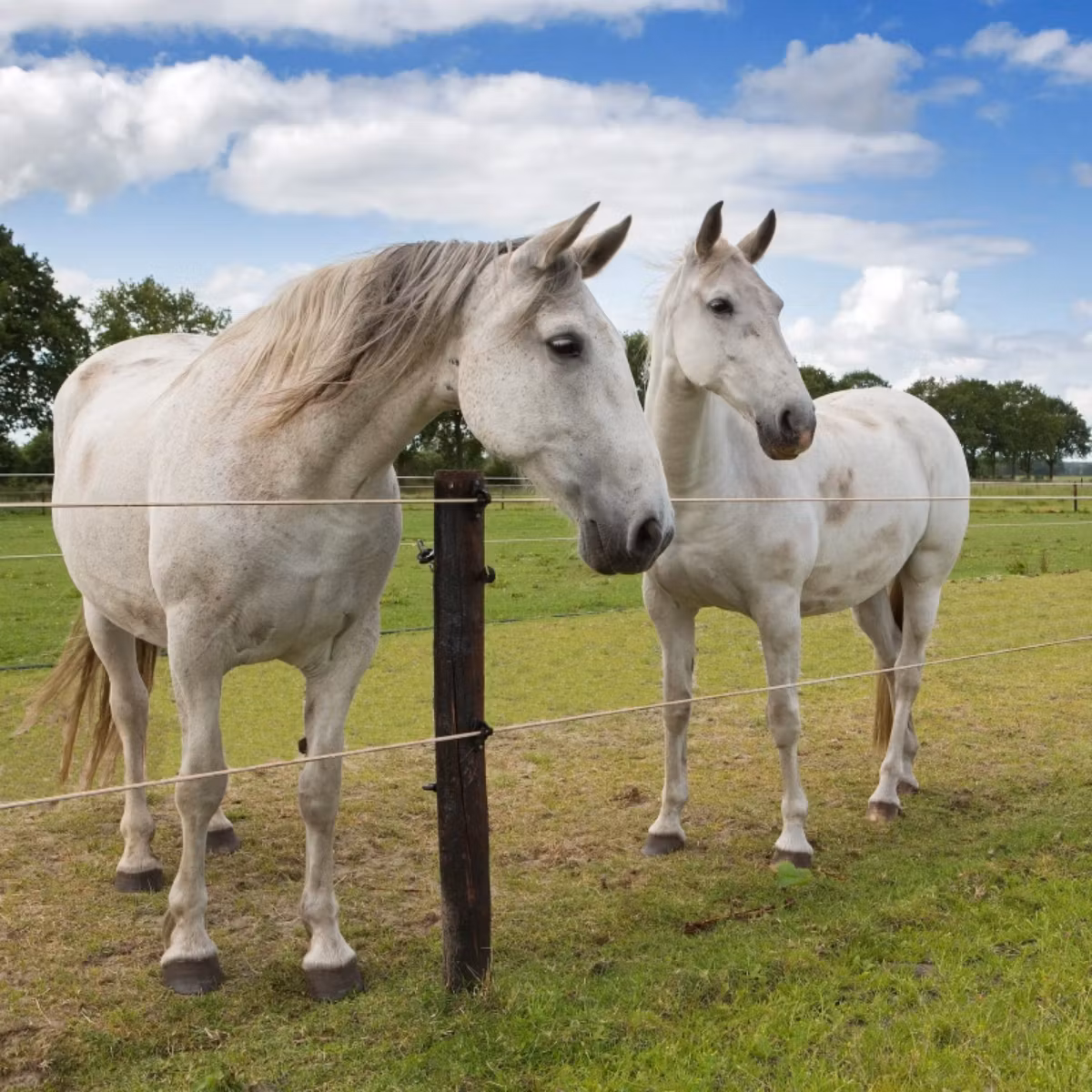 Stängseltråd Gallagher TurboStar Equifence Vit, 250m