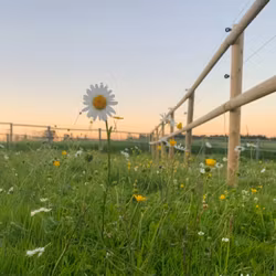Tryckimpregnerad Trästolpe - Fyrås Trä