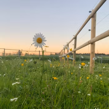 Tryckimpregnerad Trästolpe - Fyrås Trä