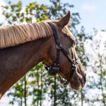 Fölvakt Birth Alarm Premium Plus