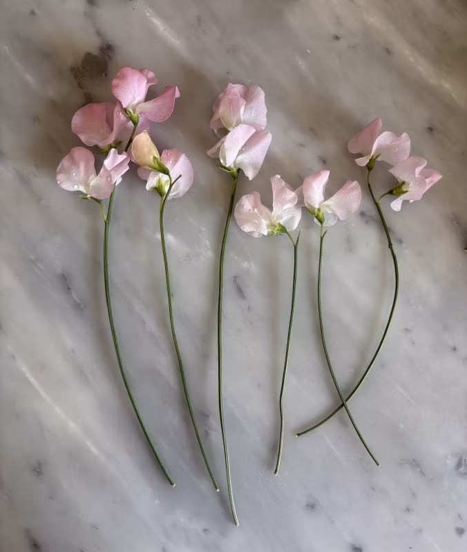 Planering inför våren och nästa års odling!