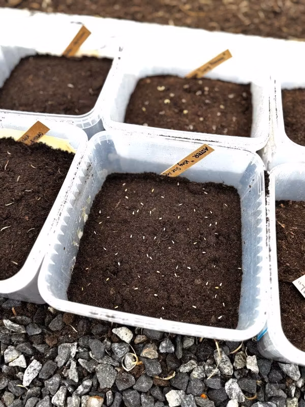 Nu har jag sått årets vintersådd - odla starka plantor på vintern!