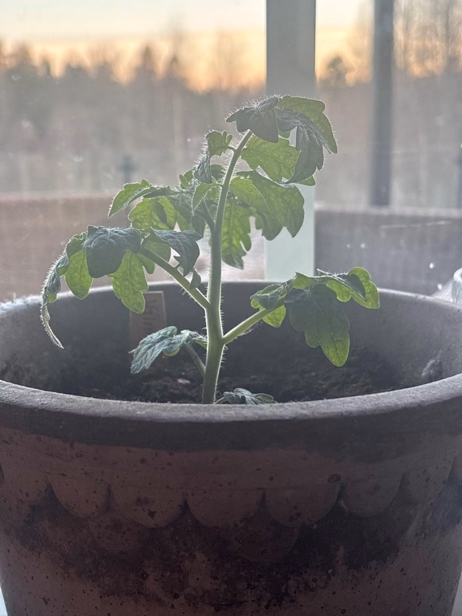 Skola om dina tomatplantor!