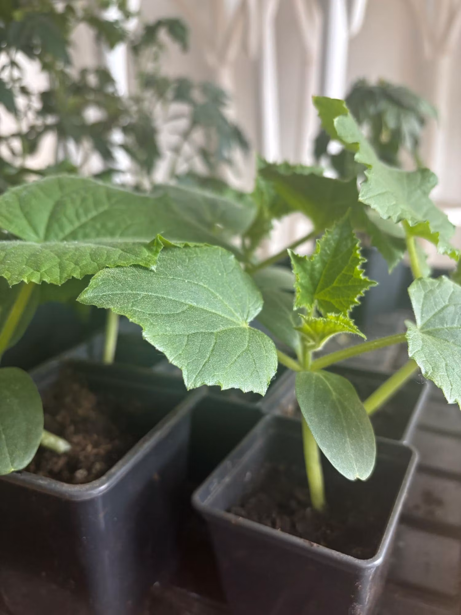 Dags att plantera ut gurkor – mina bästa tips för en lyckad odling