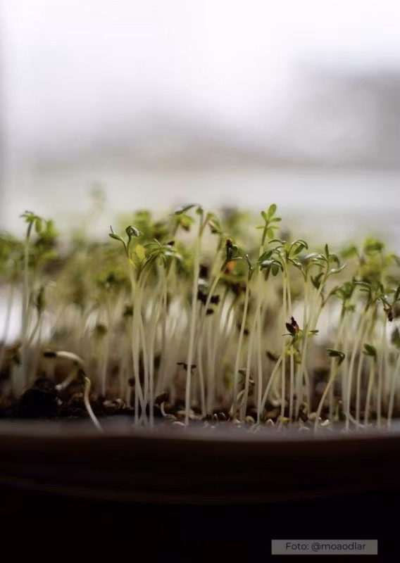 Odla microgrönt inomhus